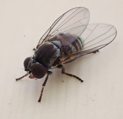 Platypeza taeniata