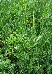 Sisymbrium polymorphum