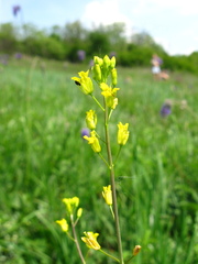 Sisymbrium polymorphum