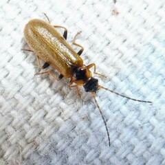 Rhagonycha nigriventris