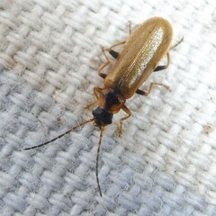 Rhagonycha nigriventris