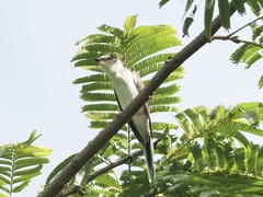 Pericrocotus divaricatus