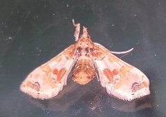 Leucinodes orbonalis