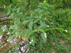 Heliotropium indicum