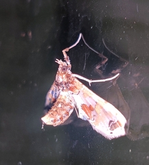 Leucinodes orbonalis