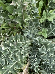 Cirsium undulatum
