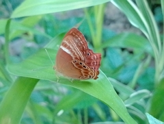 Abisara bifasciata