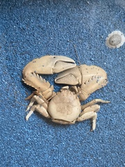 Petrolisthes desmarestii