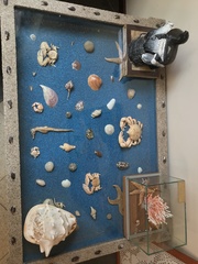 Petrolisthes desmarestii