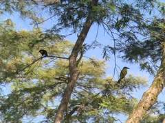 Pitangus sulphuratus