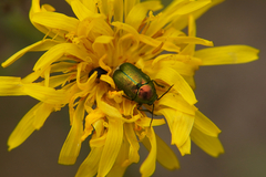 Cryptocephalus sericeus