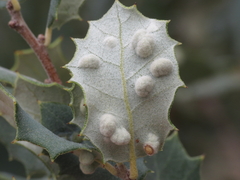 Dryomyia lichtensteinii