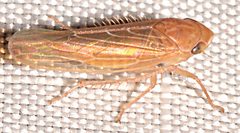 Chlorotettix lusorius