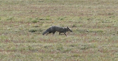 Lycalopex griseus