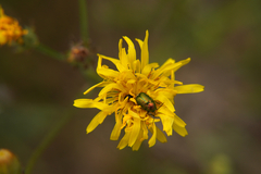 Cryptocephalus sericeus