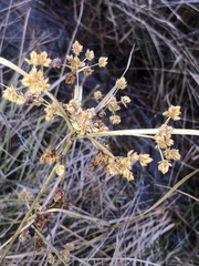 Cyperus pseudovegetus