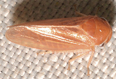 Oncopsis sobria