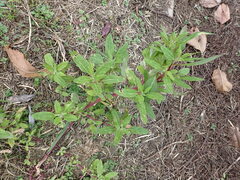Chenopodium betaceum