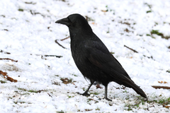 Corvus corone