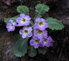 Primula nana