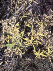 Euthamia leptocephala