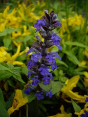Ajuga