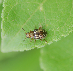 Zygogramma piceicollis