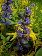 Ajuga