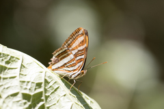 Adelpha syma
