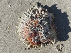 Spondylus