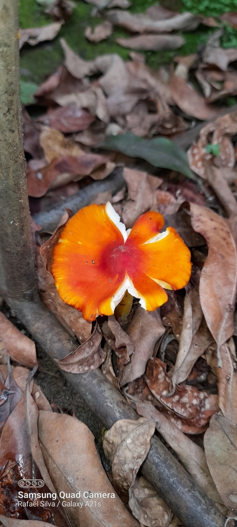 Hygrocybe conica · December 2022 · photo: © rafapsilva (iNaturalist, cc-by-sa)