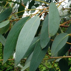 Eucalyptus pauciflora niphophila