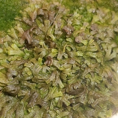 Riccia huebeneriana