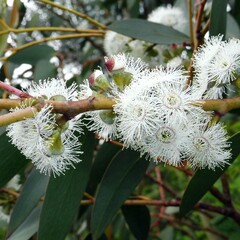 Eucalyptus pauciflora niphophila
