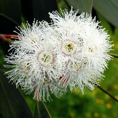 Eucalyptus pauciflora niphophila