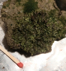 Riccia huebeneriana