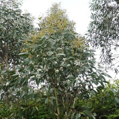 Eucalyptus pauciflora niphophila
