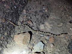 Rhinocheilus lecontei