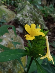 Barleria oenotheroides