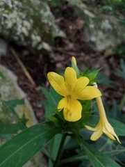 Barleria oenotheroides