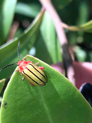 Disonycha quinquelineata