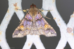 Herminiinae