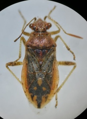 Rhopalus parumpunctatus