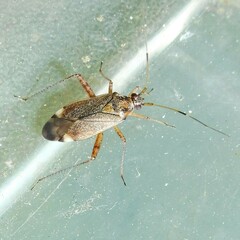 Closterotomus fulvomaculatus