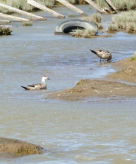 Lophonetta specularioides
