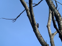 Melanerpes cruentatus