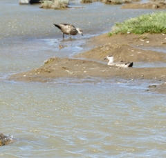 Lophonetta specularioides