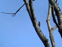 Melanerpes cruentatus