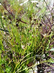 Cyperaceae