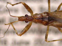 Pygolampis pectoralis